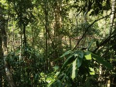 -西双版纳原始森林公园