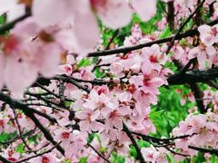 -白塘生态植物园