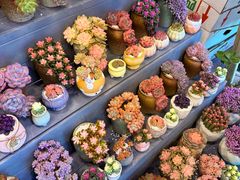 -金鸡湖桃花岛