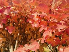 -朝郡酒家·粤菜(燕大星苑店)