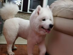 -PETKIT小佩宠物(古北店)