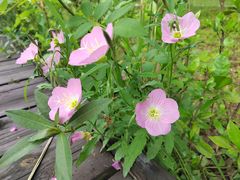 -洋湖国家湿地公园