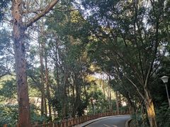 -银湖山郊野公园-相思林
