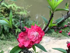 -南国桃园旅游度假区