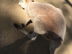 -可伦宾野生动物保护区