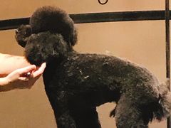 -MOLLY'S萌宠生活馆