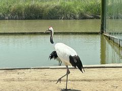 -盐城丹顶鹤湿地生态旅游区