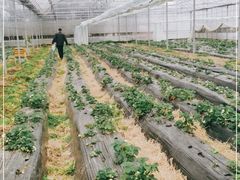 -前小桔亲子创意农场·草莓采摘·露营烧烤