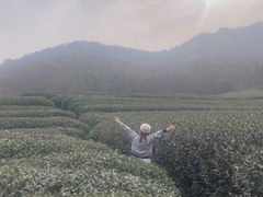 -龙坞茶村