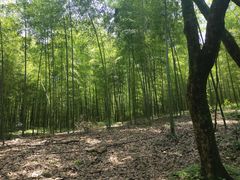 -杭州半山国家森林公园