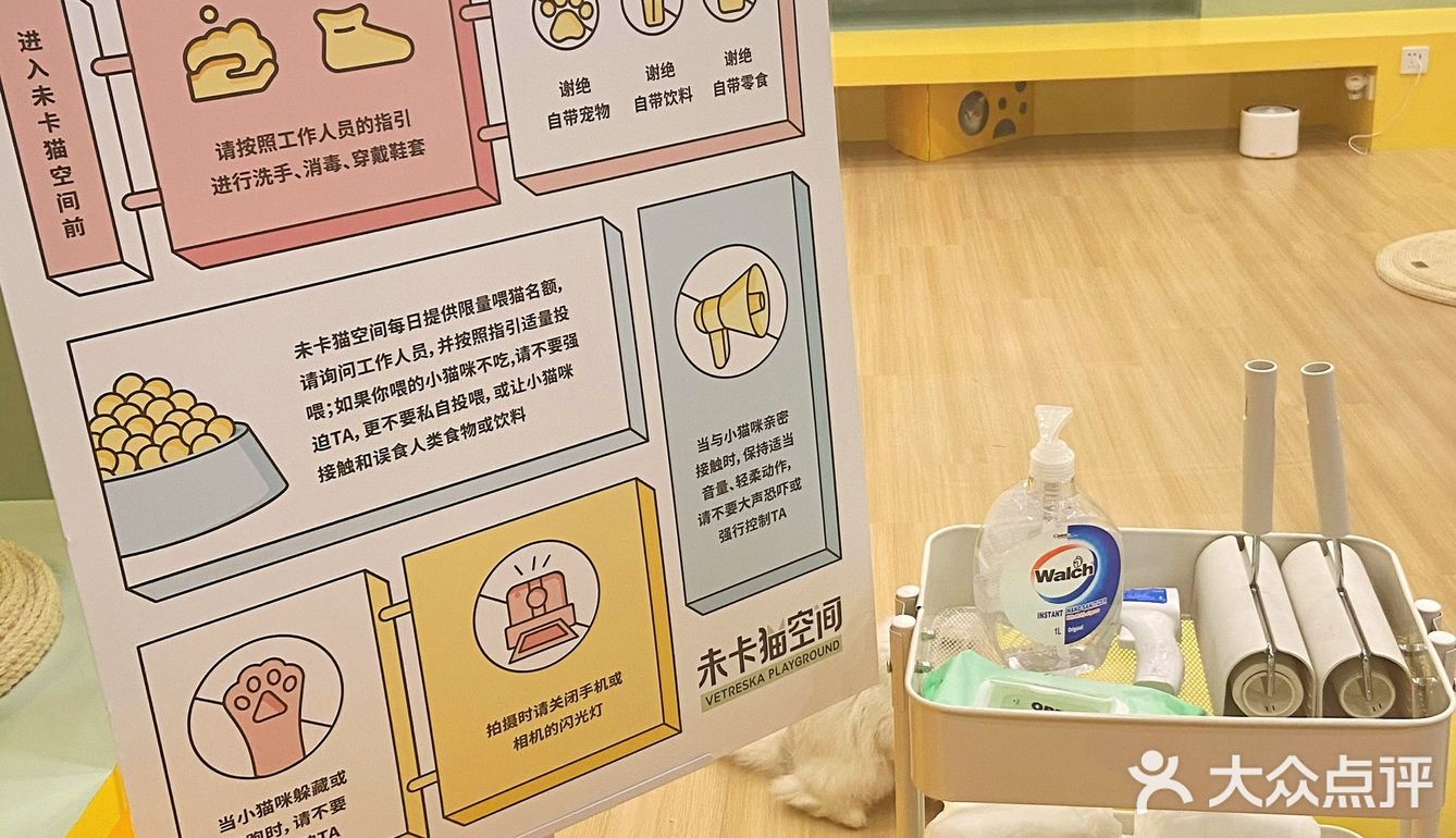 猫咖探店，和猫咪一起分享下午茶。