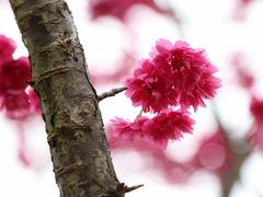 -天适樱花悠乐园