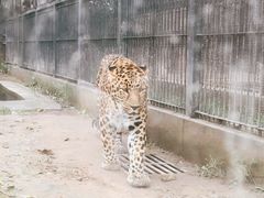 -石家庄市动物园