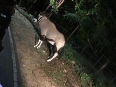 -清迈夜间动物园