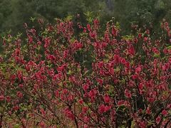 -南国桃园旅游度假区