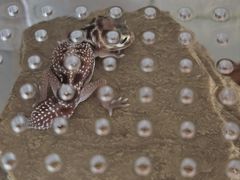 -酷以爬仙阁实体爬宠店·守宫·蜥蜴·专业繁育