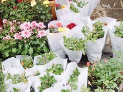 -桂林市花鸟市场