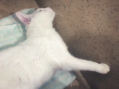 -伟伟宠物医院·CT影像中心·瑞派犬猫综合性门诊(汉口总院)