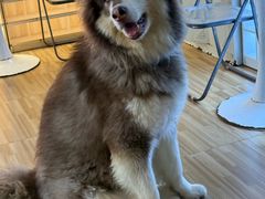 -喵小馆·猫咖狗咖猪咖·饮品店