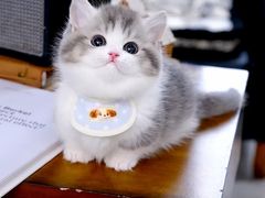 -欣宠猫屋·矮脚拿破仑·蓝金金渐层