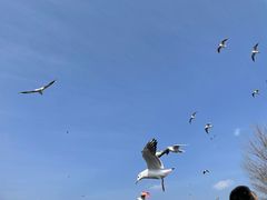 -海埂大坝
