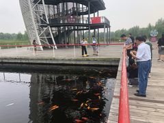 -微山湖红荷湿地景区