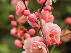 -莘庄公园