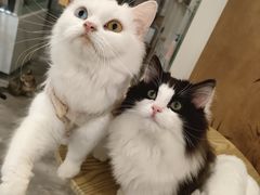 -楼上猫咖(罗湖店)