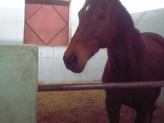 -松声马术俱乐部