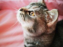 -喜多萌中农锦绣动物医院24H·猫科·牙科MRI·CT