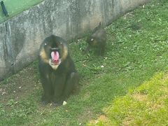 -大连森林动物园