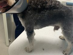 -凯瑞希宠物医院·狂犬免疫·微创·皮肤科