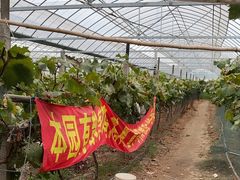 -马陆小张葡萄园农家乐