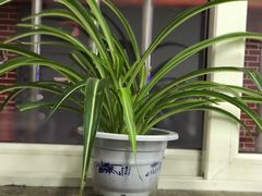 -金城包子牛肉灌汤包(台东四路店)