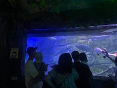 -芜湖新华联大白鲸海洋公园