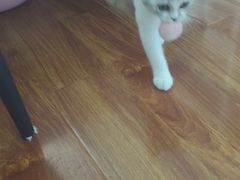 -中农国际动物医院24小时·猫科·骨科·急重症中心