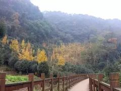 -凤栖山
