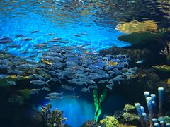 -华夏文旅海洋公园