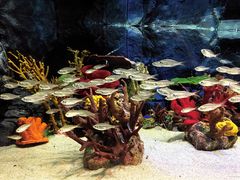 -上海海洋水族馆