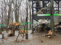 -宫城藏王狐狸村