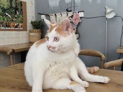 -平行世界·猫咖(首经贸店)
