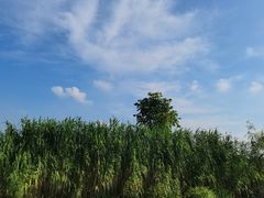 -樂桃源奉贤黄桃种植采摘基地