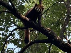 -合肥野生动物园