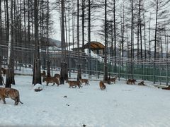 -横道河子东北虎林园