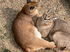 -西霞口神雕山野生动物世界