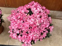 -映水芙蓉(上海万象城店)