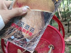 -杭州半山国家森林公园