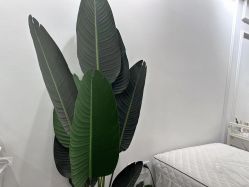 -尔素·半永久纹眉·野生眉