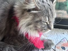 -楼上猫咖(罗湖店)