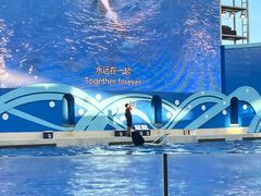 -上海海昌海洋公园